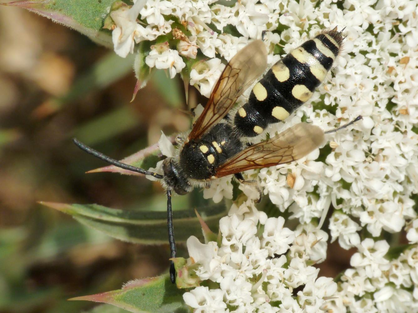 Colpa sexmaculata, femmina (Scoliidae)